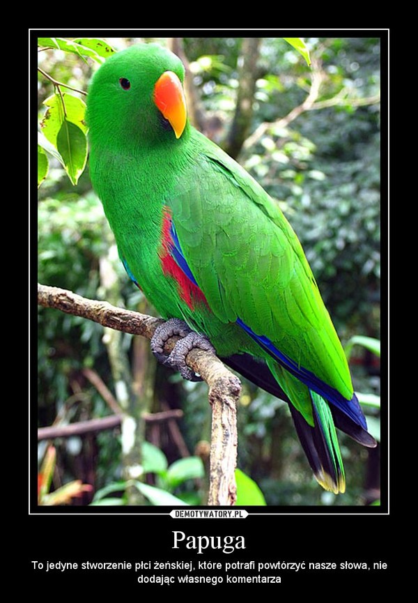 Papuga – To jedyne stworzenie płci żeńskiej, które potrafi powtórzyć nasze słowa, nie dodając własnego komentarza 
