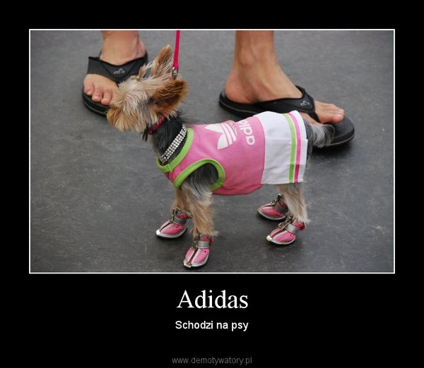 Adidas – Schodzi na psy 