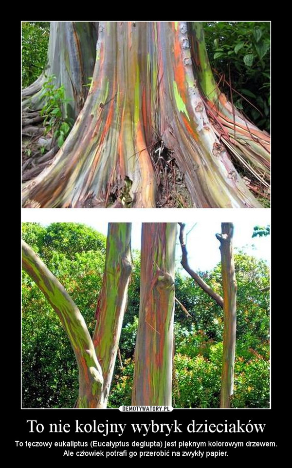 To nie kolejny wybryk dzieciaków – To tęczowy eukaliptus (Eucalyptus deglupta) jest pięknym kolorowym drzewem. Ale człowiek potrafi go przerobić na zwykły papier. 