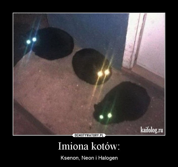 Imiona kotów: – Ksenon, Neon i Halogen 