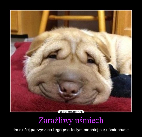 Zaraźliwy uśmiech – Im dłużej patrzysz na tego psa to tym mocniej się uśmiechasz 