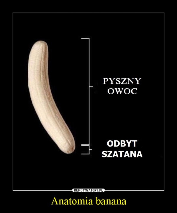 Anatomia banana –  