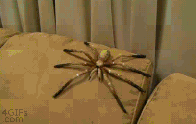 Jak sprawdzić, czy twój chłopak boi się pająków –  