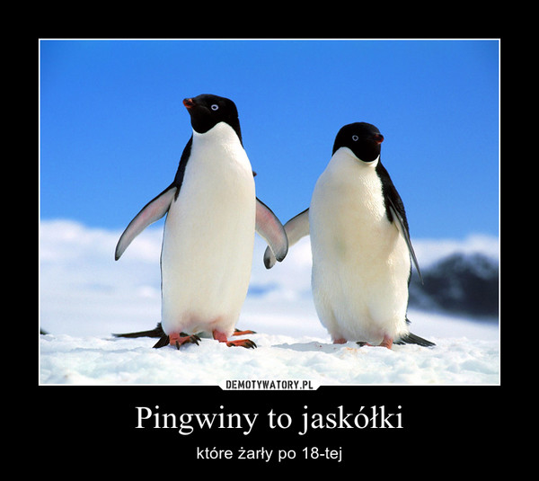 Pingwiny to jaskółki – które żarły po 18-tej 