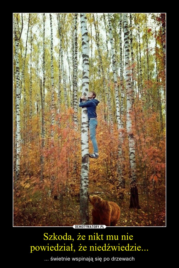Szkoda, że nikt mu nie powiedział, że niedźwiedzie... – ... świetnie wspinają się po drzewach 