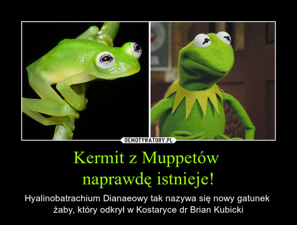 Kermit z Muppetów 
naprawdę istnieje!