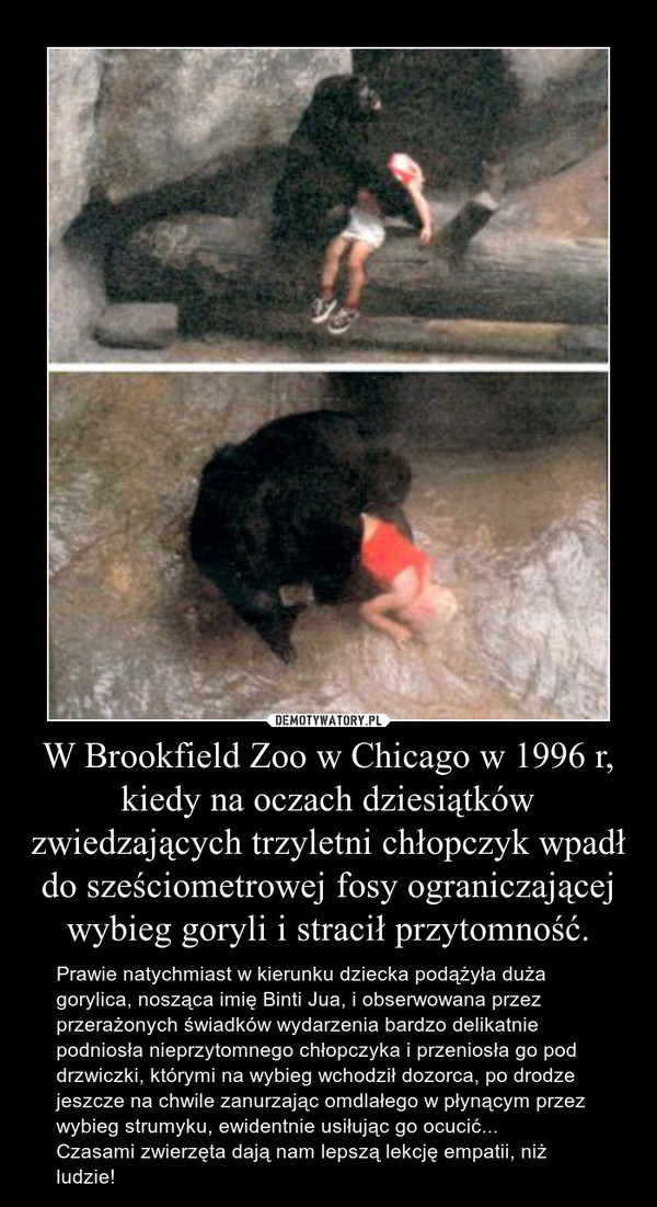 W Brookfield Zoo w Chicago w 1996 r, kiedy na oczach dziesiątków zwiedzających trzyletni chłopczyk wpadł do sześciometrowej fosy ograniczającej wybieg goryli i stracił przytomność. – Prawie natychmiast w kierunku dziecka podążyła duża gorylica, nosząca imię Binti Jua, i obserwowana przez przerażonych świadków wydarzenia bardzo delikatnie podniosła nieprzytomnego chłopczyka i przeniosła go pod drzwiczki, którymi na wybieg wchodził dozorca, po drodze jeszcze na chwile zanurzając omdlałego w płynącym przez wybieg strumyku, ewidentnie usiłując go ocucić...Czasami zwierzęta dają nam lepszą lekcję empatii, niż ludzie! 