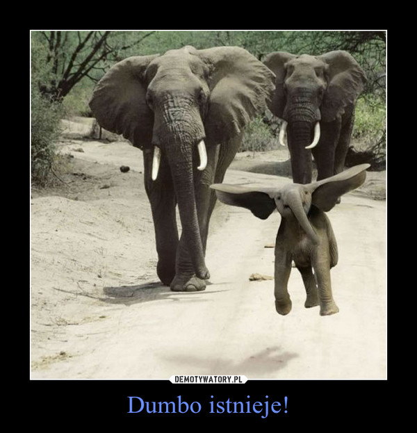 Dumbo istnieje!