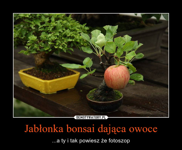 Jabłonka bonsai dająca owoce – ...a ty i tak powiesz że fotoszop 