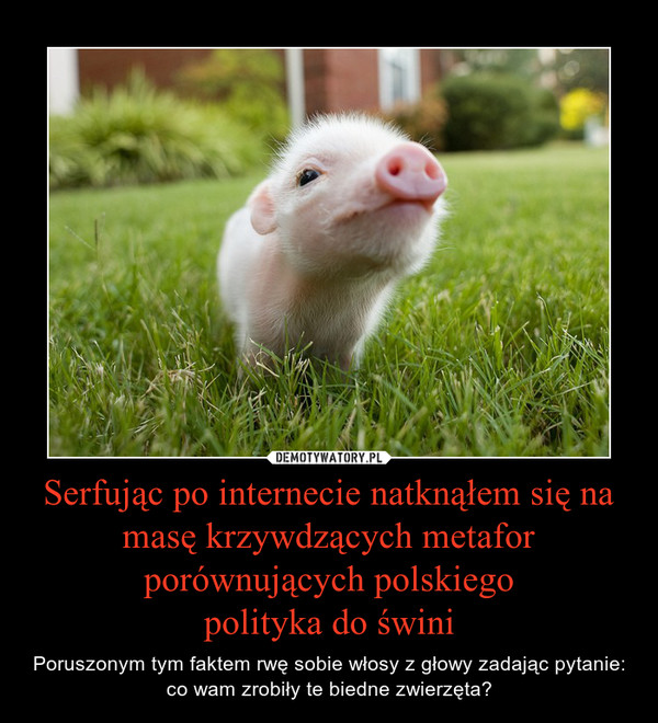 Serfując po internecie natknąłem się na masę krzywdzących metafor porównujących polskiegopolityka do świni – Poruszonym tym faktem rwę sobie włosy z głowy zadając pytanie: co wam zrobiły te biedne zwierzęta? 