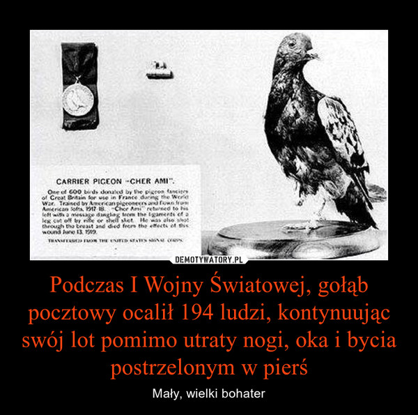 Podczas I Wojny Światowej, gołąb pocztowy ocalił 194 ludzi, kontynuując swój lot pomimo utraty nogi, oka i bycia postrzelonym w pierś – Mały, wielki bohater 