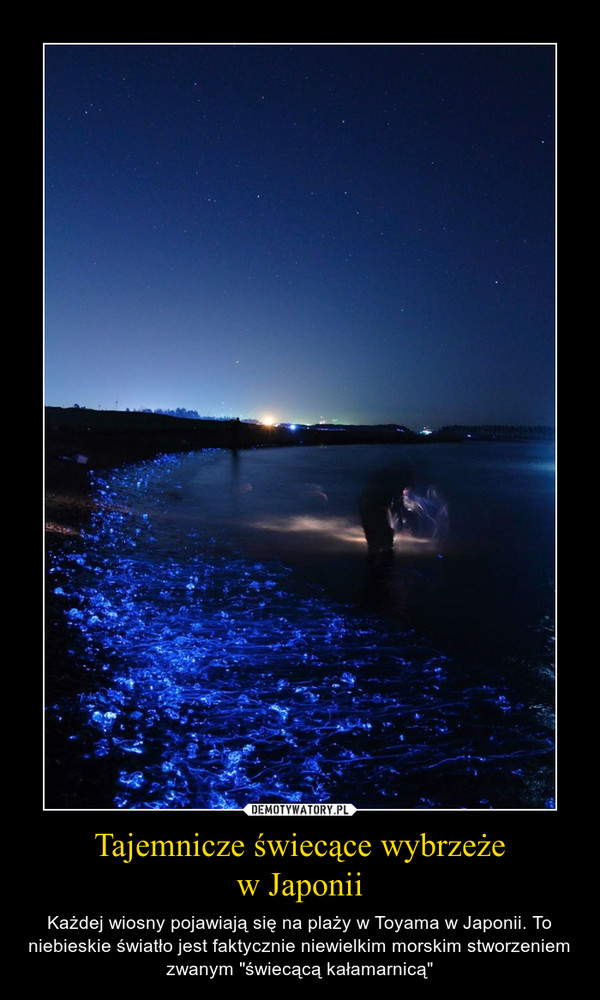 Tajemnicze świecące wybrzeżew Japonii – Każdej wiosny pojawiają się na plaży w Toyama w Japonii. To niebieskie światło jest faktycznie niewielkim morskim stworzeniem zwanym "świecącą kałamarnicą" 