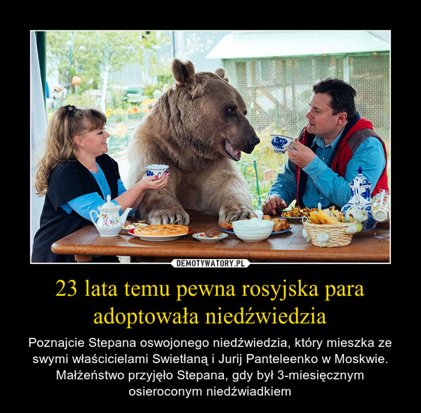 23 lata temu pewna rosyjska para adoptowała niedźwiedzia – Poznajcie Stepana oswojonego niedźwiedzia, który mieszka ze swymi właścicielami Swietłaną i Jurij Panteleenko w Moskwie. Małżeństwo przyjęło Stepana, gdy był 3-miesięcznym osieroconym niedźwiadkiem 