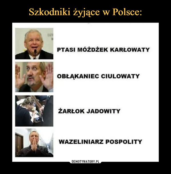 Szkodniki żyjące w Polsce: