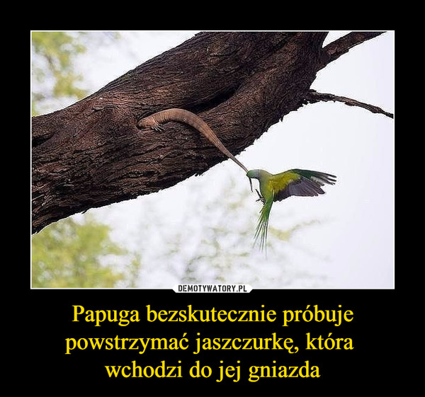 Papuga bezskutecznie próbuje powstrzymać jaszczurkę, która wchodzi do jej gniazda –  