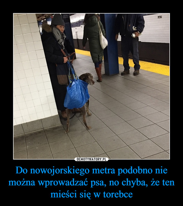 Do nowojorskiego metra podobno nie można wprowadzać psa, no chyba, że ten mieści się w torebce –  