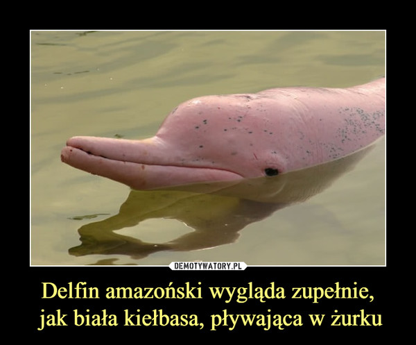 Delfin amazoński wygląda zupełnie, jak biała kiełbasa, pływająca w żurku –  