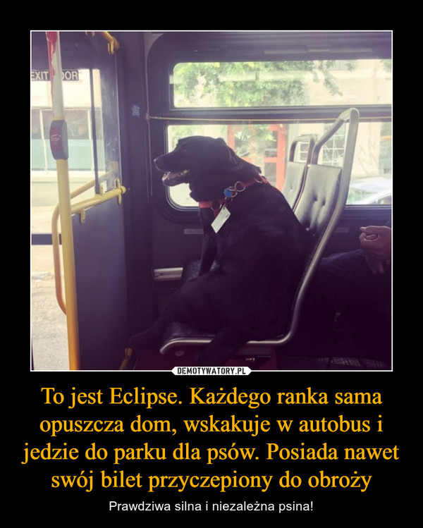 To jest Eclipse. Każdego ranka sama opuszcza dom, wskakuje w autobus i jedzie do parku dla psów. Posiada nawet swój bilet przyczepiony do obroży