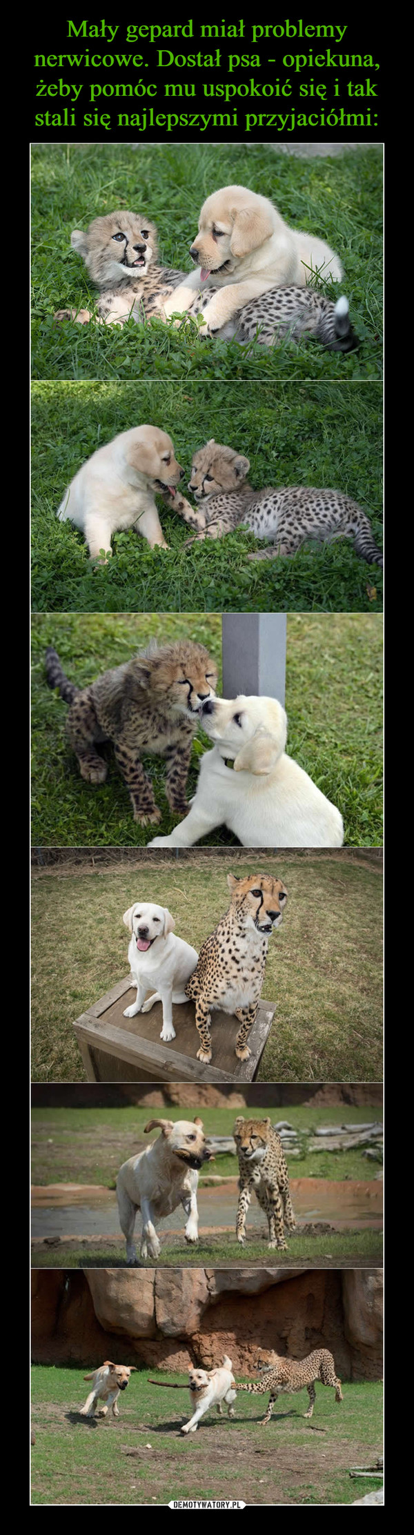 Mały gepard miał problemy nerwicowe. Dostał psa - opiekuna, żeby pomóc mu uspokoić się i tak stali się najlepszymi przyjaciółmi: