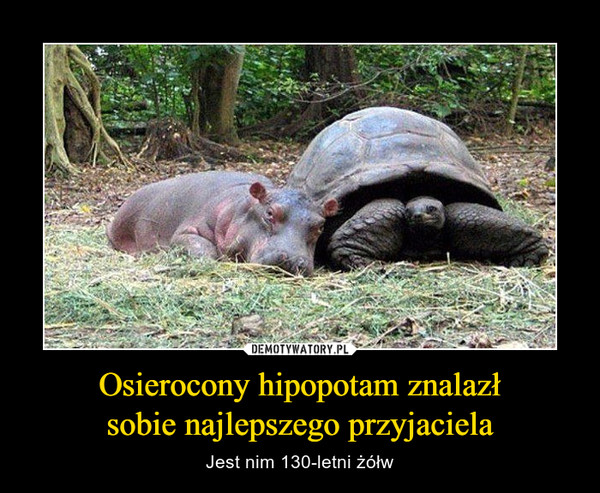 Osierocony hipopotam znalazłsobie najlepszego przyjaciela – Jest nim 130-letni żółw 