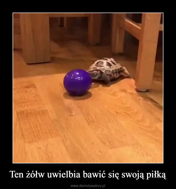 Ten żółw uwielbia bawić się swoją piłką –  
