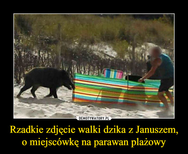 Rzadkie zdjęcie walki dzika z Januszem, o miejscówkę na parawan plażowy
