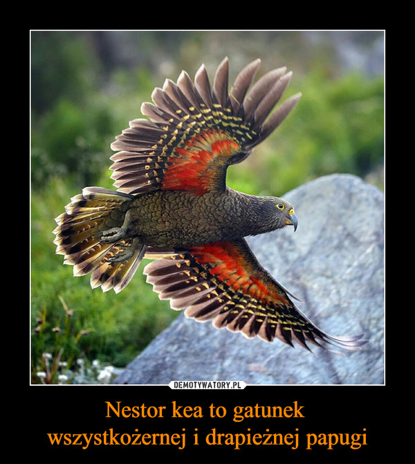 Nestor kea to gatunek 
wszystkożernej i drapieżnej papugi