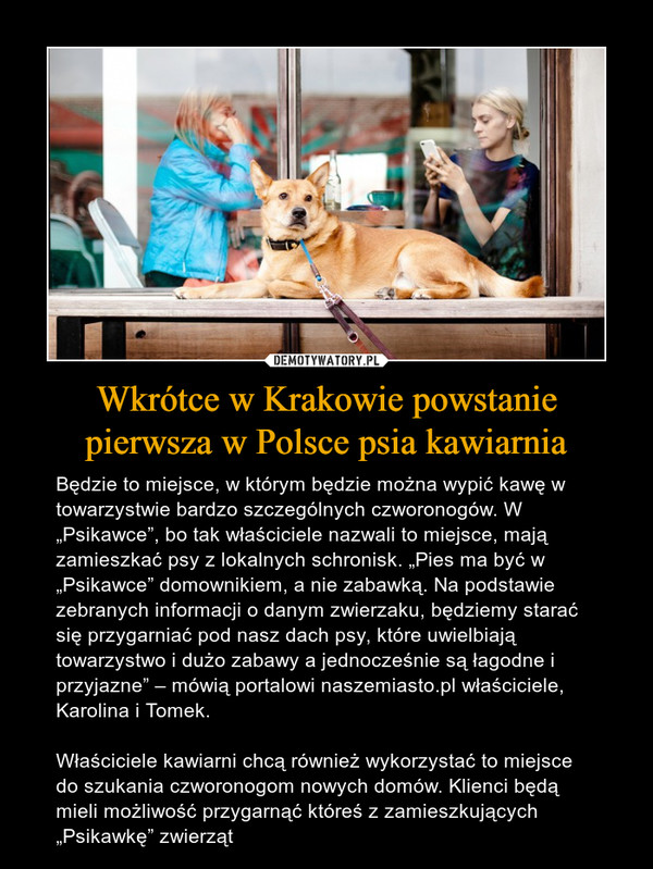 Wkrótce w Krakowie powstanie pierwsza w Polsce psia kawiarnia – Będzie to miejsce, w którym będzie można wypić kawę w towarzystwie bardzo szczególnych czworonogów. W „Psikawce”, bo tak właściciele nazwali to miejsce, mają zamieszkać psy z lokalnych schronisk. „Pies ma być w „Psikawce” domownikiem, a nie zabawką. Na podstawie zebranych informacji o danym zwierzaku, będziemy starać się przygarniać pod nasz dach psy, które uwielbiają towarzystwo i dużo zabawy a jednocześnie są łagodne i przyjazne” – mówią portalowi naszemiasto.pl właściciele, Karolina i Tomek.Właściciele kawiarni chcą również wykorzystać to miejsce do szukania czworonogom nowych domów. Klienci będą mieli możliwość przygarnąć któreś z zamieszkujących „Psikawkę” zwierząt 