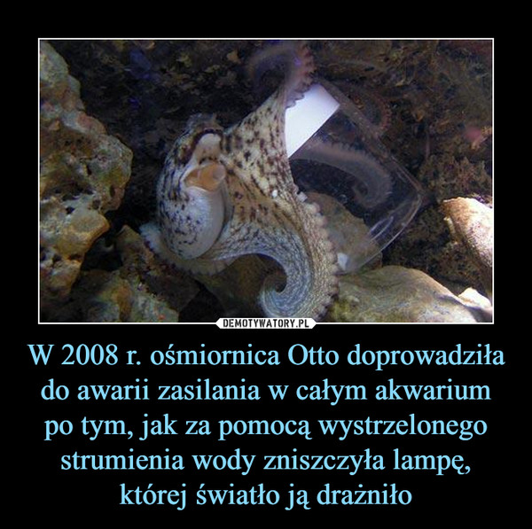 W 2008 r. ośmiornica Otto doprowadziła do awarii zasilania w całym akwarium po tym, jak za pomocą wystrzelonego strumienia wody zniszczyła lampę, której światło ją drażniło –  