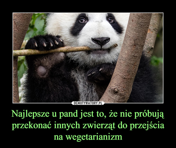 Najlepsze u pand jest to, że nie próbują przekonać innych zwierząt do przejścia na wegetarianizm –  