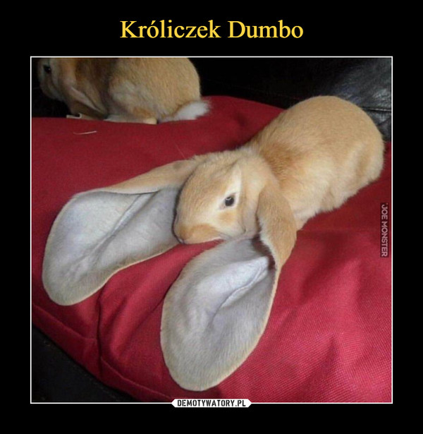 Króliczek Dumbo