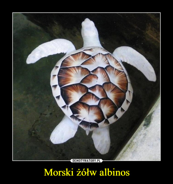 Morski żółw albinos –  