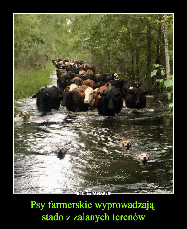 Psy farmerskie wyprowadzają stado z zalanych terenów –  