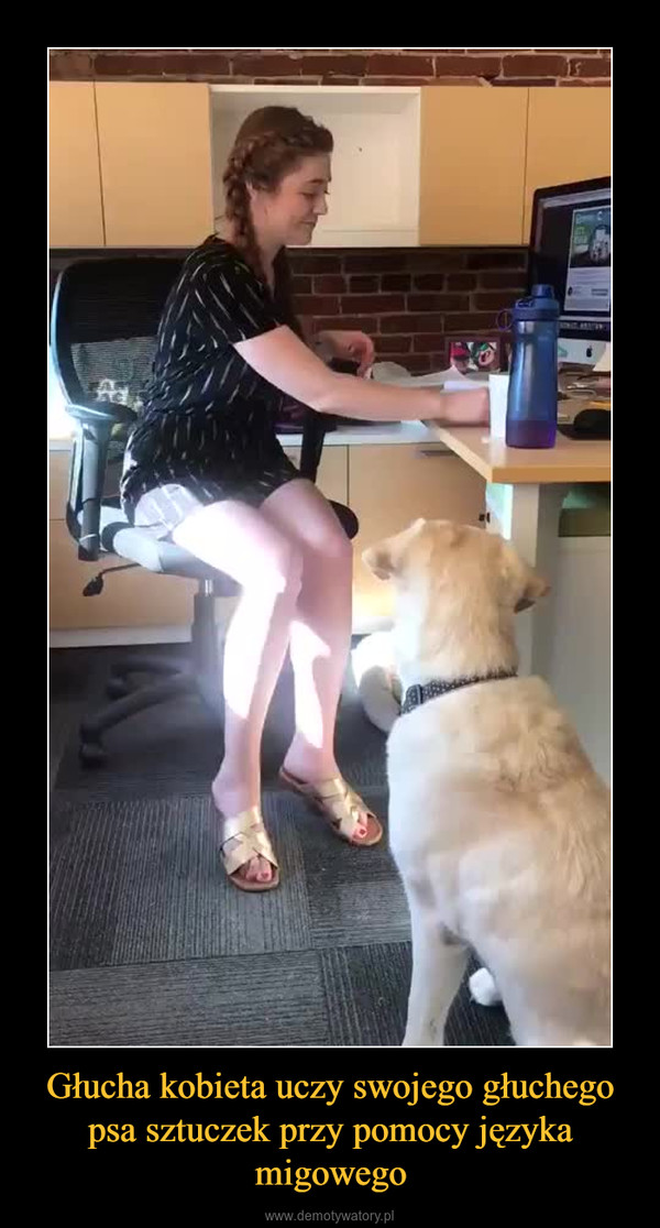 Głucha kobieta uczy swojego głuchego psa sztuczek przy pomocy języka migowego –  