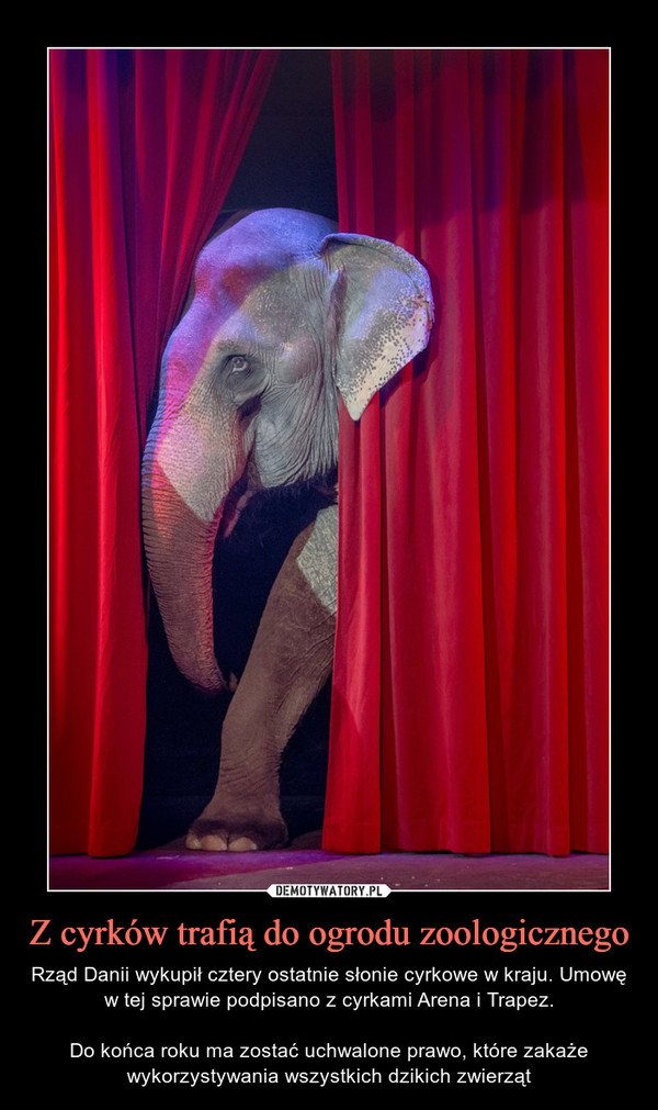 Z cyrków trafią do ogrodu zoologicznego – Rząd Danii wykupił cztery ostatnie słonie cyrkowe w kraju. Umowę w tej sprawie podpisano z cyrkami Arena i Trapez.Do końca roku ma zostać uchwalone prawo, które zakaże wykorzystywania wszystkich dzikich zwierząt 