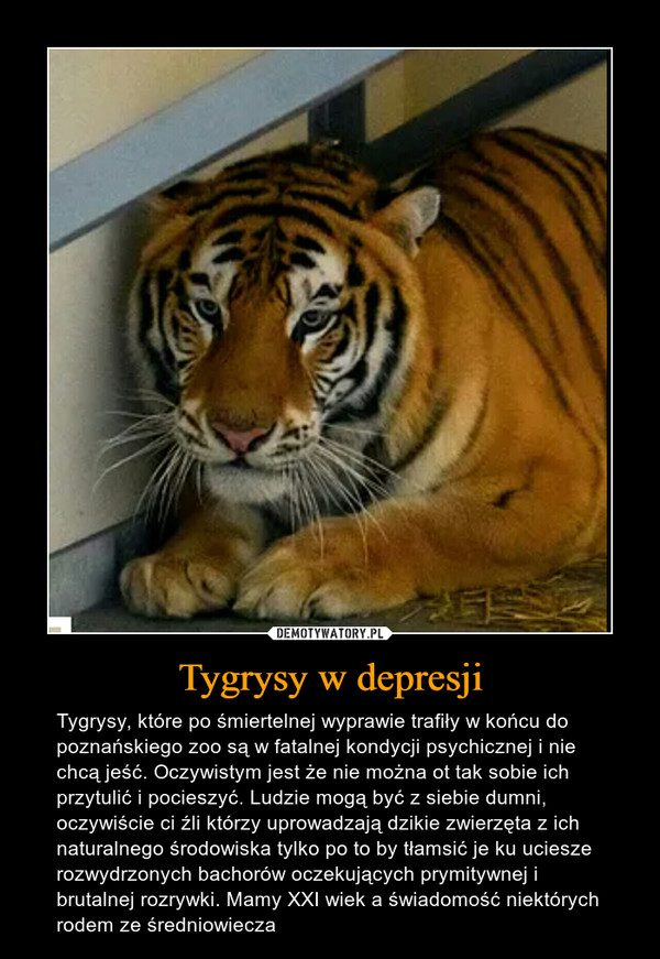 Tygrysy w depresji – Tygrysy, które po śmiertelnej wyprawie trafiły w końcu do poznańskiego zoo są w fatalnej kondycji psychicznej i nie chcą jeść. Oczywistym jest że nie można ot tak sobie ich przytulić i pocieszyć. Ludzie mogą być z siebie dumni, oczywiście ci źli którzy uprowadzają dzikie zwierzęta z ich naturalnego środowiska tylko po to by tłamsić je ku uciesze rozwydrzonych bachorów oczekujących prymitywnej i brutalnej rozrywki. Mamy XXI wiek a świadomość niektórych rodem ze średniowiecza 