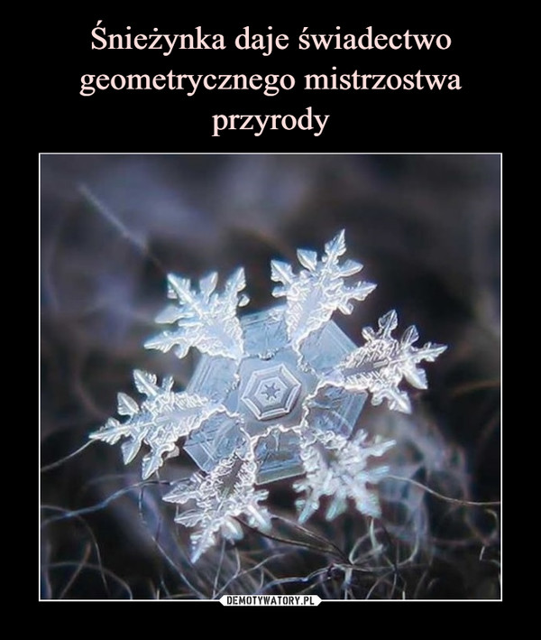 Śnieżynka daje świadectwo geometrycznego mistrzostwa przyrody