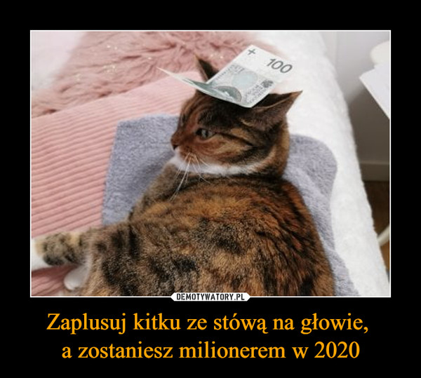 Zaplusuj kitku ze stówą na głowie, 
a zostaniesz milionerem w 2020