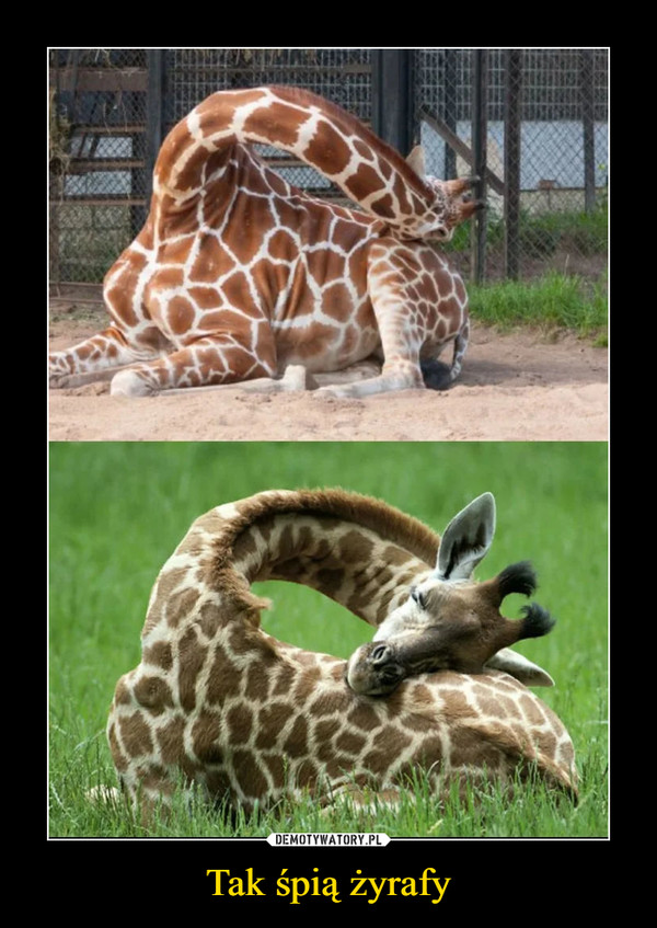 Tak śpią żyrafy –  