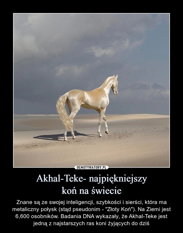 Akhal-Teke- najpiękniejszykoń na świecie – Znane są ze swojej inteligencji, szybkości i sierści, która ma metaliczny połysk (stąd pseudonim - "Złoty Koń"). Na Ziemi jest 6,600 osobników. Badania DNA wykazały, że Akhal-Teke jest jedną z najstarszych ras koni żyjących do dziś 