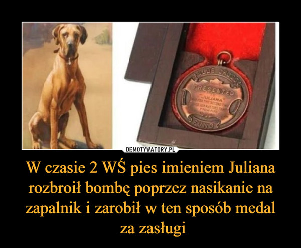 W czasie 2 WŚ pies imieniem Juliana rozbroił bombę poprzez nasikanie na zapalnik i zarobił w ten sposób medal
 za zasługi