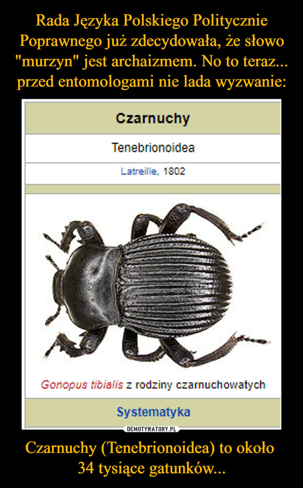 Rada Języka Polskiego Politycznie Poprawnego już zdecydowała, że słowo "murzyn" jest archaizmem. No to teraz... przed entomologami nie lada wyzwanie: Czarnuchy (Tenebrionoidea) to około 
34 tysiące gatunków...