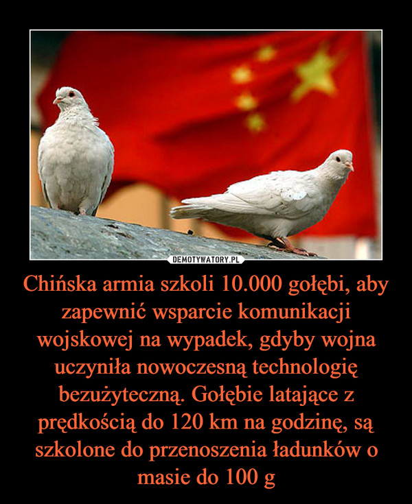 Chińska armia szkoli 10.000 gołębi, aby zapewnić wsparcie komunikacji wojskowej na wypadek, gdyby wojna uczyniła nowoczesną technologię bezużyteczną. Gołębie latające z prędkością do 120 km na godzinę, są szkolone do przenoszenia ładunków o masie do 100 g –  