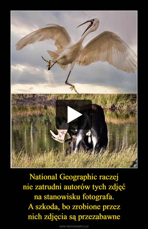 National Geographic raczejnie zatrudni autorów tych zdjęćna stanowisku fotografa.A szkoda, bo zrobione przeznich zdjęcia są przezabawne –  
