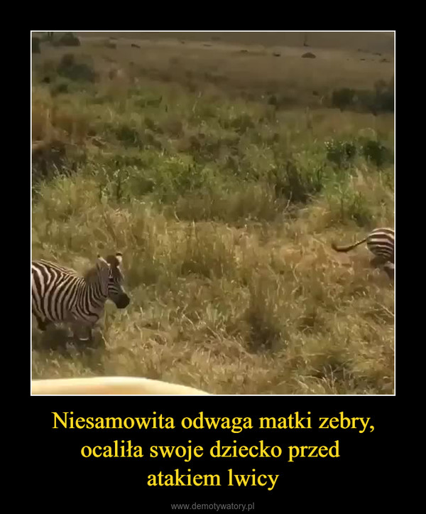 Niesamowita odwaga matki zebry, ocaliła swoje dziecko przed atakiem lwicy –  