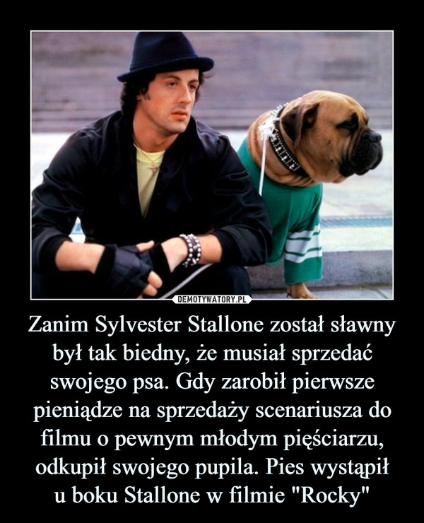 Zanim Sylvester Stallone został sławny był tak biedny, że musiał sprzedać swojego psa. Gdy zarobił pierwsze pieniądze na sprzedaży scenariusza do filmu o pewnym młodym pięściarzu, odkupił swojego pupila. Pies wystąpiłu boku Stallone w filmie "Rocky" –  