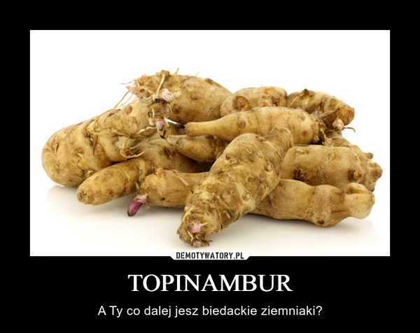 TOPINAMBUR – A Ty co dalej jesz biedackie ziemniaki? 