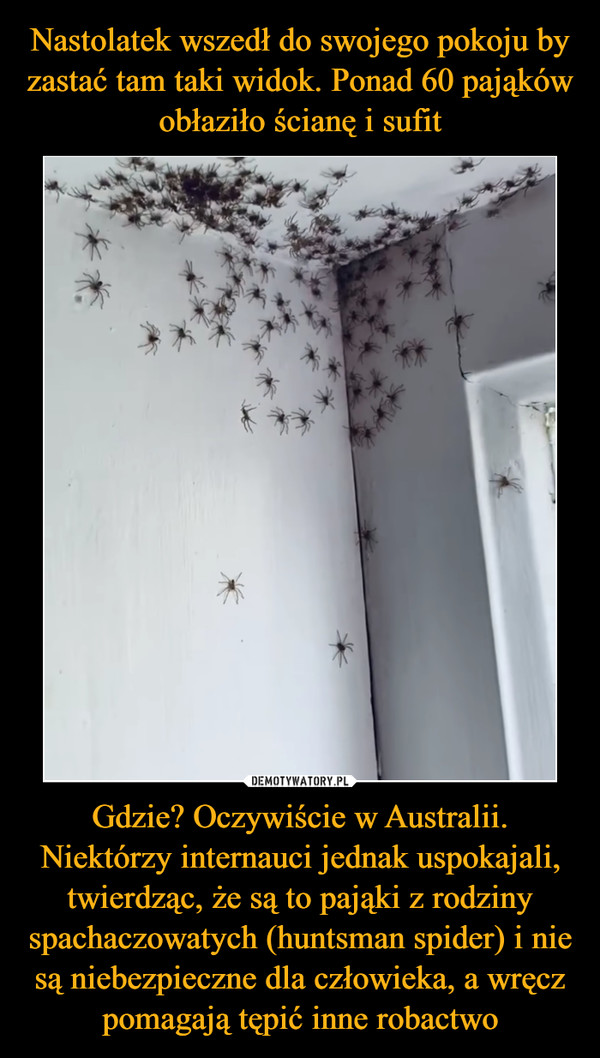 Gdzie? Oczywiście w Australii. Niektórzy internauci jednak uspokajali, twierdząc, że są to pająki z rodziny spachaczowatych (huntsman spider) i nie są niebezpieczne dla człowieka, a wręcz pomagają tępić inne robactwo –  