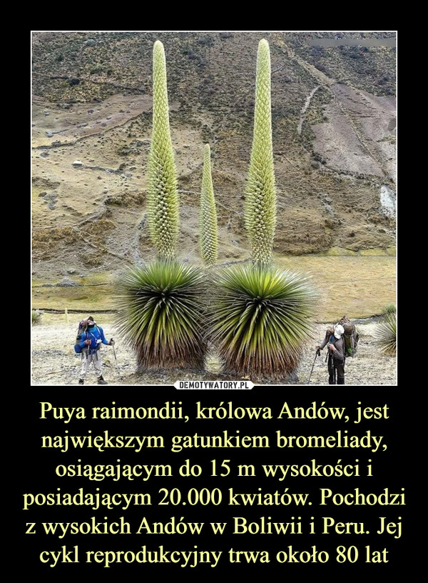 Puya raimondii, królowa Andów, jest największym gatunkiem bromeliady, osiągającym do 15 m wysokości i posiadającym 20.000 kwiatów. Pochodzi z wysokich Andów w Boliwii i Peru. Jej cykl reprodukcyjny trwa około 80 lat –  