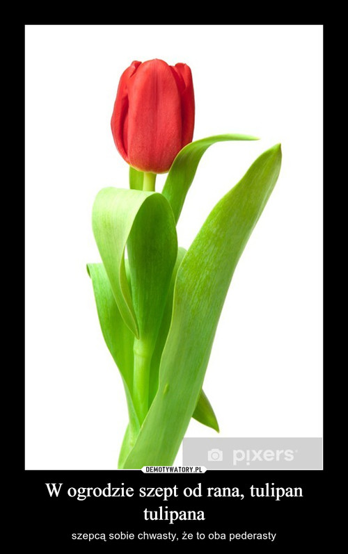 W ogrodzie szept od rana, tulipan tulipana